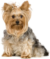 yorkshire terriers for sale